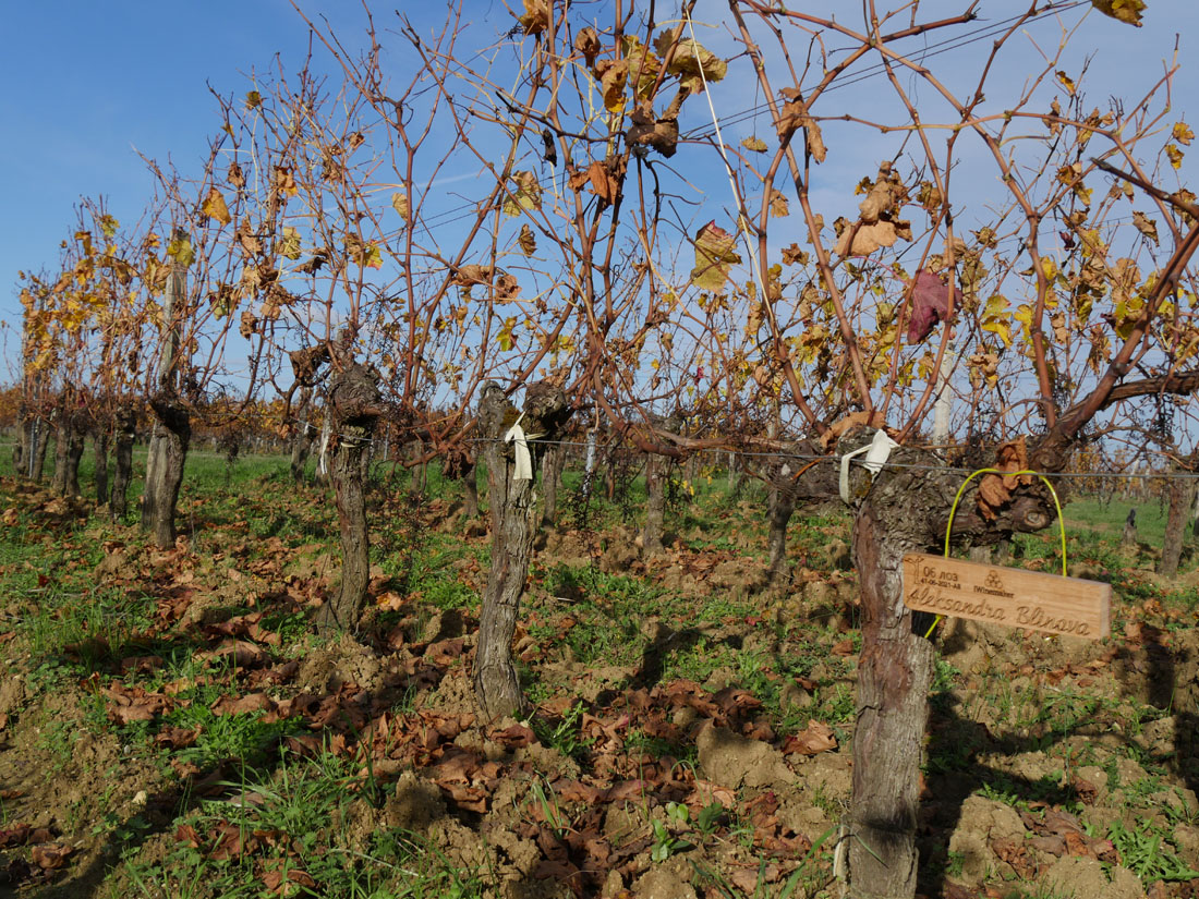 Виноградник на урожай